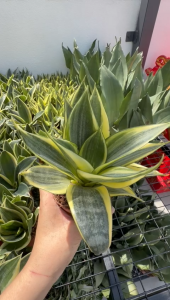 Sansevieria Golden Hahnii (Yellow Green) Birds Nest Snake Plant Indoor Snake Plant with Pot