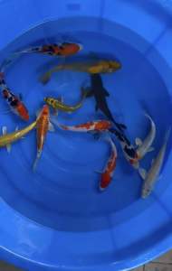 JAPAN KOI LOCAL BREED 6/7.5” HIGH GRADE 12pcs GOOD WEALTH COMBO at 1528 only + shipping 50 + MANY GIFTS