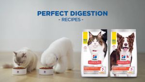"Adult Perfect Digestion Salmon, Brown Rice, and Whole Oats Recipe Dry Cat Food 1.58kg - Bundle of 2 - ActivBiome+ Prebiotics for Healthy Digestion & Overall Well-being"