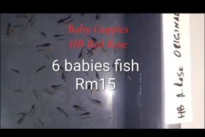 Baby Guppies HB Red Rose_6(+1 free) babies fish Rm15 random pick