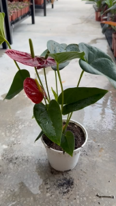 Anthurium Red Indoor Flower Plant with Pot
