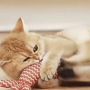 ของเล่นแมว Catnip ปลากระเบนจำลองมีฟัน ตุ๊กตาแคทนิป ปลาแคทนิป ของเล่นแมว Cat Fish Toy ขนาด 20 ซม. พร้อมส่ง