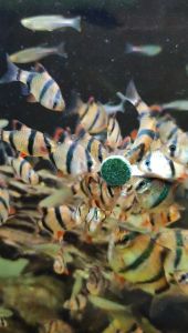 Qiuyu Tablet Tips Astaxanthin Artemia Brine shrimp Spirulina Fish pellets patch food tablets small fish food Makanan ikan kecil jenis lekat dinding 虾红素、螺旋藻小型鱼贴片鱼粮 80g