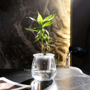 Jiaxu | Hydroponic Use Vase Transparent Straight Cylinder