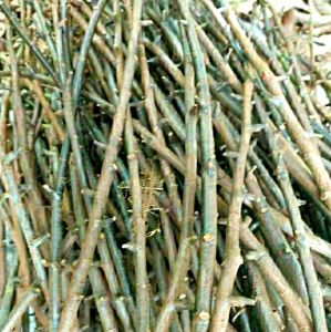 Entres entris Coklat kakao Asli MCC 02/45 fresh 6 pcs