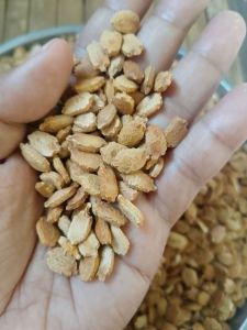 Ampalaya  bonito seeds/Seeds for planting (20 seeds in pack)