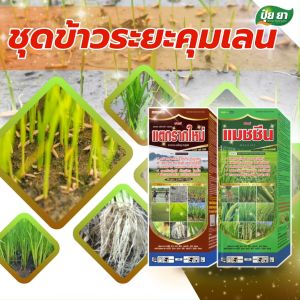 ข้าวระยะคุมเลน เร่งแตกกอ แตกราก สร้างรากใหม่ คุมฆ่า ตกกล้า ปักดำ นาข้าว บำรุงนาข้าว ฮอร์โมนข้าว ปุ๋ยยา ชุดคู่ 1 ลิตร