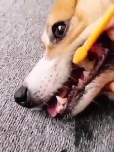 Dog Toothbrush Dog Toothpaste Set Pet Dog Double Head Toothbrush Cat Dog Oral Care Oral Cleaning