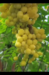 Mứt Chùm Ruột Trái Lớn 1Kg 100% Không Chất Bảo QuảnMàu Tự Nhiên Vị Chua Ngọt