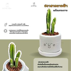 แคคตัส กระบองเพชรไม้อวบน้ำพร้องกระถางแฮนด์เมด ต้นไม้จริง(ส่งพร้อมกระถาง)