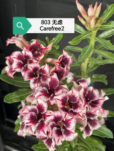 Adenium Obesum Bonsai ID 803 Carefree2 无虑 富贵花