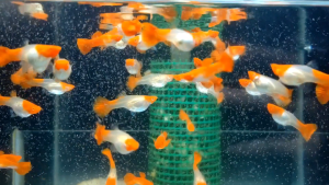 🐟Ajelis Guppy🐟 Albino Koi 白子锦鲤孔雀鱼 - Aquarium Ornamental Fish Tuxedo Guppy Ikan Hiasan 孔雀鱼 大尾巴 圆尾 鸿运当头 红耳