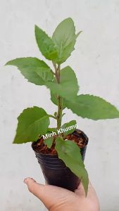 Combo 2 chậu rau bầu đất nhiều giá trị dinh dưỡng- Minh Khương