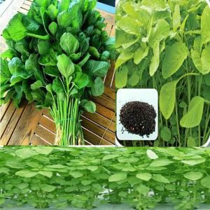 5000 BIJI BENIH BAYAM HIJAU MAESTRO