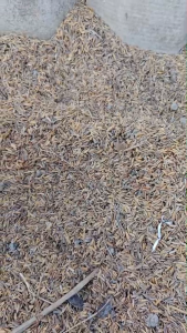 แกลบเก่าหมัก 1กิโล ปลูกผัก ปลูกไม้กระถางใช้ผสมดินปลูกเพื่อลดความแน่นของดิน