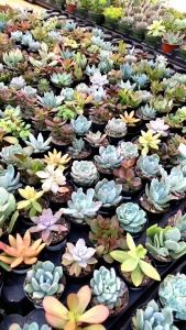 tanaman air hidup asli sekulen isi 12pcs terbaik