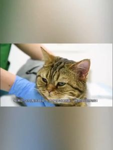 French Weilong Ear Lotion Ear Mite Removal Drug Pet Dog Ear Cat Ear Mite Wash Ear Drops Ear Oil Ear Mite Removal Liquid Pet ear drops