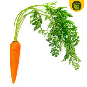 binhi 100 seeds for planting carrot vegetable plant