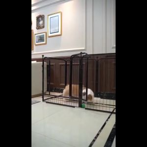 【Local Shop】6pcs Dog fence Pet fence 60*60*120CM Indoor outdoor Small and medium-sized dog cage protection isolation Multifunctional DIY folding dog fence.