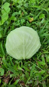 REPLIKA SAYUR KOL - KUBIS (1pcs) / KUBIS HIASAN - KUBIS PAJANGAN - KUBIS DEKORASI - KUBIS MAINAN