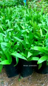 หญ้าปักกิ่ง 🔥 ซื้อ 5 แถมฟรี 1 🔥สมุนไพรเทวดา อายุ 3-4 เดือน ส่งพร้อมถุงดำ