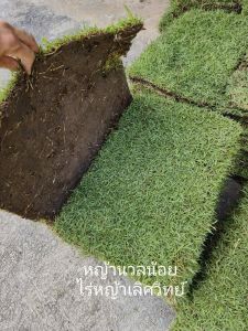 หญ้าสนาม หญ้าจริง หญ้านวลน้อย หญ้าญี่ปุ่น หญ้าพาสพาลัม หญ้ามาเลเซีย ขนาด 50x100ซม.