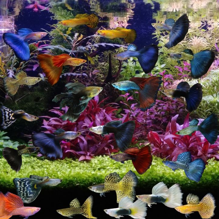 Competition Grade Pure Strain Guppy Fish, Ships in a Polystyrene Foam ...