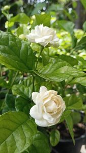 มะลิซ้อน กระถาง 11 นิ้ว ต้นสวย (กทม)