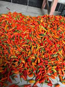 Cabe Rawit Merah Fresh dari Petani
