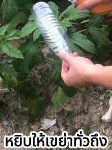 1ครั้งฆ่าแมลงวันสีทอง100000ตัว สเปรย์ล่อแมลงวันทอง เมทิลยูจินอลน้ํายา แมลงวันผลไม้ สารล่อแมลงวันทอง ยาฆ่าแมลงวันทอง