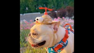 Mũ cói hóa trang đi biển mùa hè ngộ nghĩnh cho chó mèo thú cưng – Đen Ta pet shop