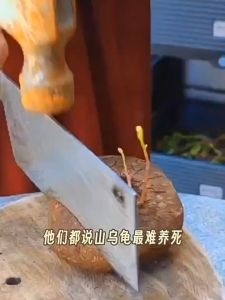 Mountain turtle climbing vine plant 山乌龟- 爬藤植物 水培/土培 易种植桌面盆栽hydroponic/soil cultivation easy to plant desktop potted plant包成活包发芽