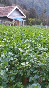 Murah Daun Seledri Segar 1 Kg / 500 Gram – Sayur Segar Harian Siap Masak & Wangi Alami