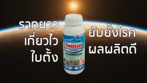 ไทแบค คือ สารป้องกันและกำจัดโรคแบคทีเรียในข้าว 500 มลx10ขวด ( 1 ขวด ใช้ได้ 5-10 ไร่)