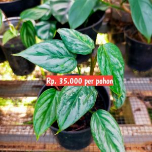 Philodendron Sodiroi Murah / Tanaman Hidup Philo Sodiroi