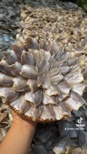 Khô cá Sặc Bướm (tự nhiên) Vị thịt cá thơm béo chắc thịt khiến cho người ăn nhớ mãi- Đặc Sản Minh Triết