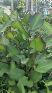 Daun Ganyong Segar Alami