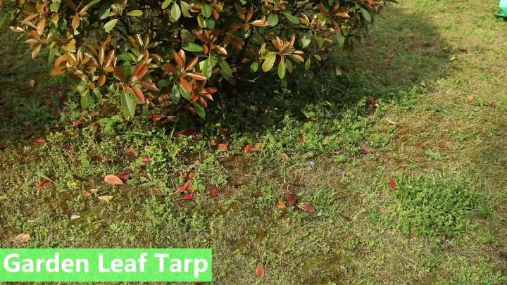 moonoom Landscape Tarp for Trimming, 78.7"x78.7" Pruning Tarp with 12 inch Hole, Waterproof Bush Trimming Tarp Shrub Trimming Catcher with Four Corner Buckles for Easy Fastening and Leaf Collection