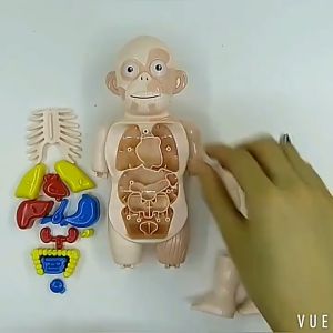 ZQ/2MT - Mainan Edukasi Human Body Model Organ Tubuh Torso Anatomi Phantom Manekin Alat Peraga Torso