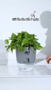 Chậu trồng cây tự tưới thông minh Monrovia để bàn trang trí trong nhà bàn làm việc sang trọng Tiêu Chuẩn Châu Âu