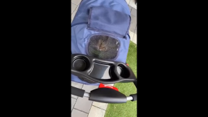Foldable Dog Stroller Pet Trolley Portable for Small Medium Pets Travel Outdoor Lightweight Carrier