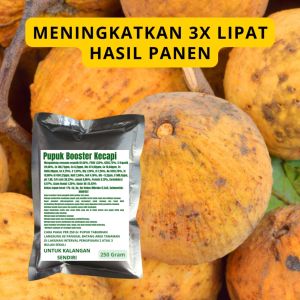 Pupuk Booster Kecapi / Obat Booster Buah Kecapi / Pupuk Booster Buah Kecapi / Pupuk Buah Kecapi