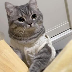 Warm Cotton Vest for Cats And Dogs Autumn Winter Pet Clothes Tiger Spotted Pattern Golden Gradient Bear Dog Clothes Accessories