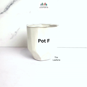 The Leaferie Mini Pots (Series 9) small mini plant pots. flowerpot . flower pot . planter . planters . Succulents