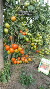 (±2.000 Biji) Benih Bibit Tomat Hibrida F1 Tahan Virus TO SIVA Benih Premium | Tomat Tahan Layu buah besar padat daging buah tebal dan berbobot umur panen genjah buah lebat produktifitas tinggi tahan simpan dan kirim jarak jauh original 100%