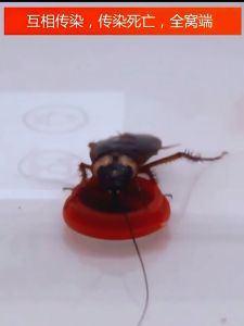 cockroach repellent/racun lipas dalam kereta/螞蟻藥 /杀蟑饵剂 Lipas melekit Cockroach sticky cockroach medicine 10 cockroach bait 蟑螂药10只蟑螂诱饵