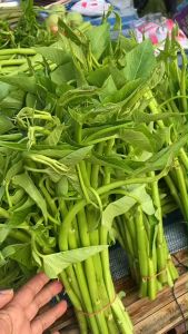 ผักบุ้งเย็นตาโฟ ผักบุ้งแก้ว 500 กรัม ถูกที่สุด ของใหม่ชัวร์ สิ้นอายุทำพันธุ์ 02 / 70