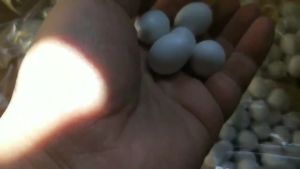 Youngke ไข่ปลอมนก ไข่เทียมนก ไข่ปลอมพลาสติกสีขาว ไข่เทียม ไข่ปลอม ใช้สำหรับนกฟอพัส หงหยกษ์ เลิฟเบิร์ด คอกคาเทล กรีนชีค ซันคอนัวร์