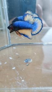 Mustard Gas Betta for Aquarium Decoration