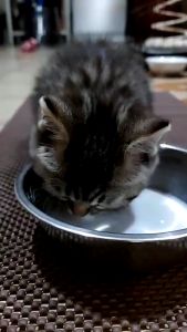 200g Susu Kucing Premium Rumusan Khas Untuk Kucing Lactose Free Cat Goat Milk Powder